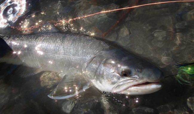 Pitt River Bull Trout