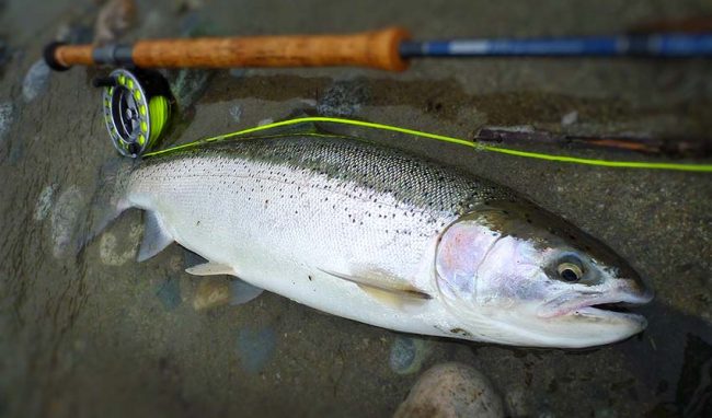 Pitt River Lodge Steelhead