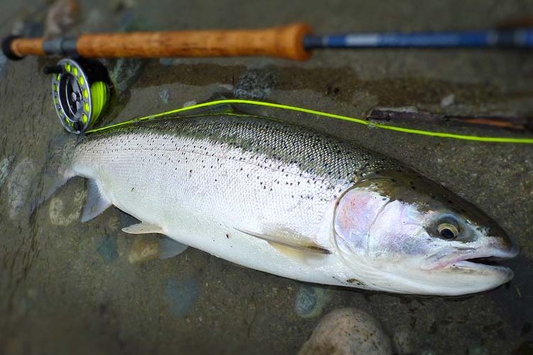 Fly Fishing on the Famous Upper Pitt River – Pitt River Wilderness Lodge