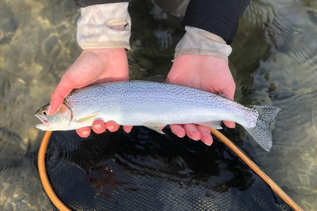 Amanda's Cutthroat on the Upper Pitt River