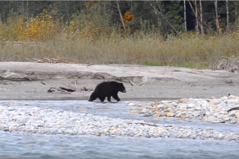 Black Bear the Upper Pitt River Valley