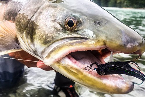 Pitt River Bull Trout