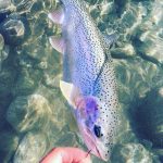 Leopard Rainbow Trout on the Upper Pitt River