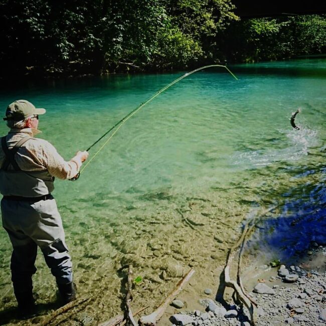 a chrome sockeye leaps through the air on the upper Pitt River